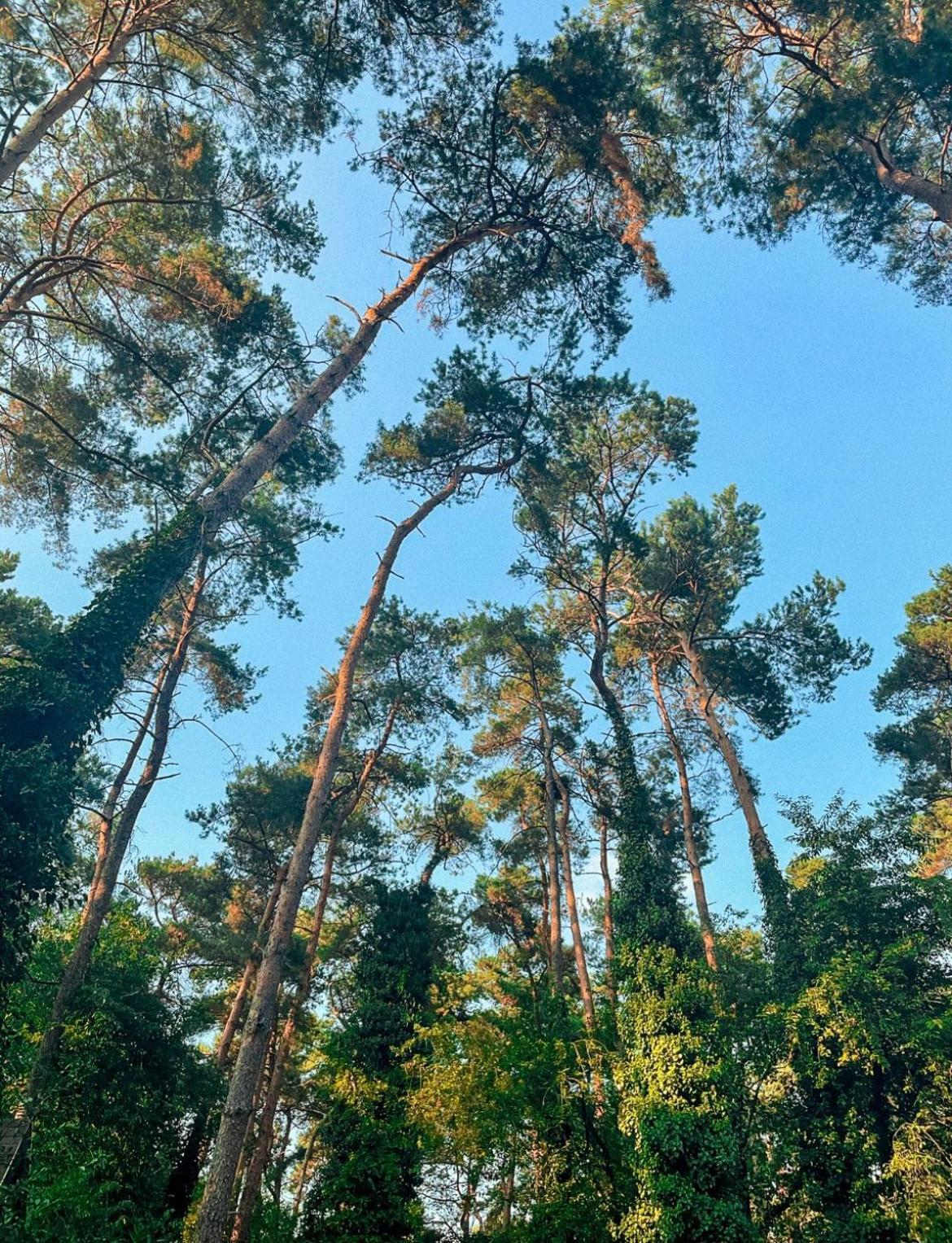 Boshuisje Pinus Sonnevijver Residences 拉纳肯 外观 照片